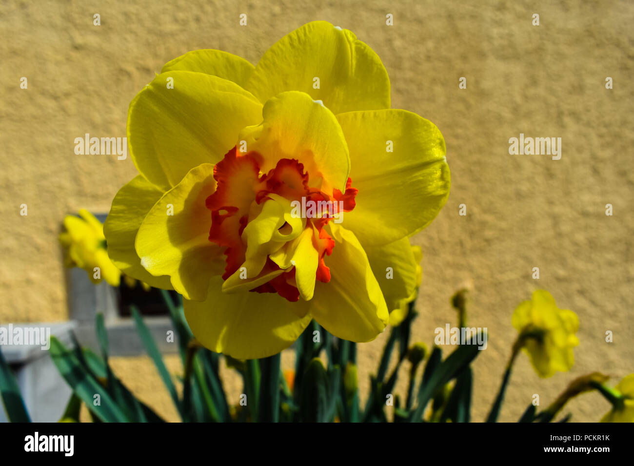 Narcissus is a genus of predominantly spring perennial plants of the Amaryllidaceae (amaryllis) family. Stock Photo