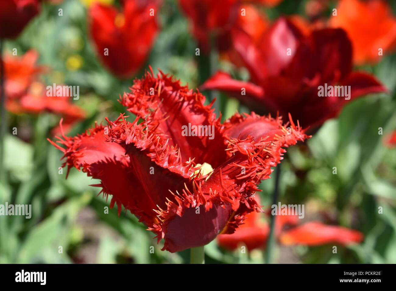 Tulips (Tulipa) form a genus of spring-blooming perennial herbaceous bulbiferous geophytes. The flowers are usually large, showy and brightly coloured Stock Photo