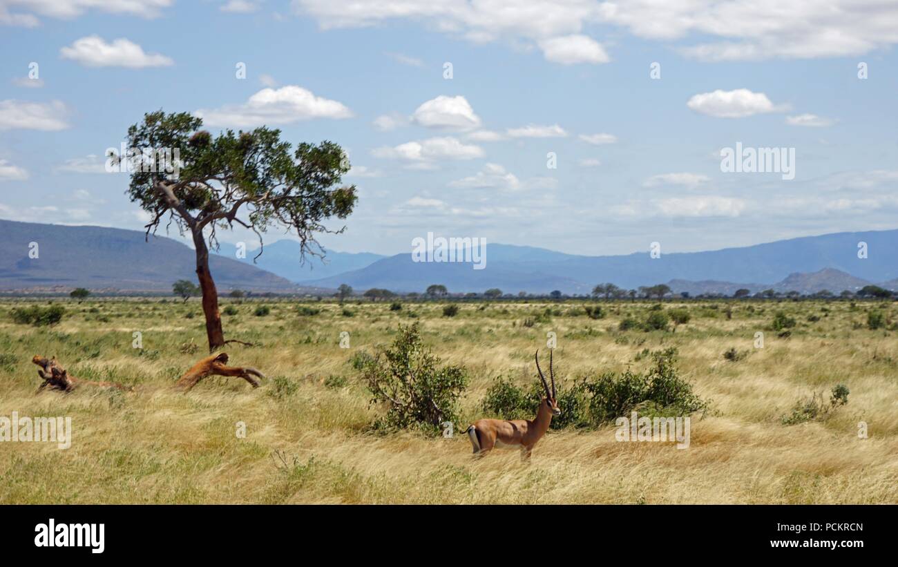 wild living gazelle in the savanna of kenya Stock Photo