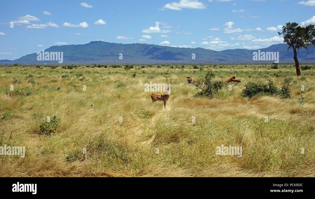 Gazelle in the savanna hi-res stock photography and images - Alamy