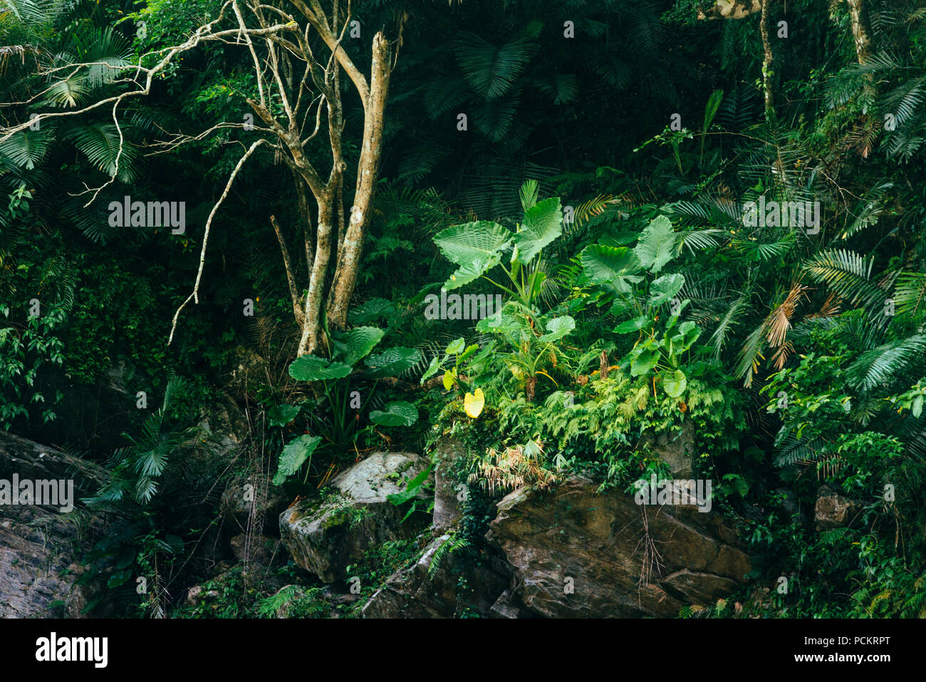 Rainforest Ecosystems