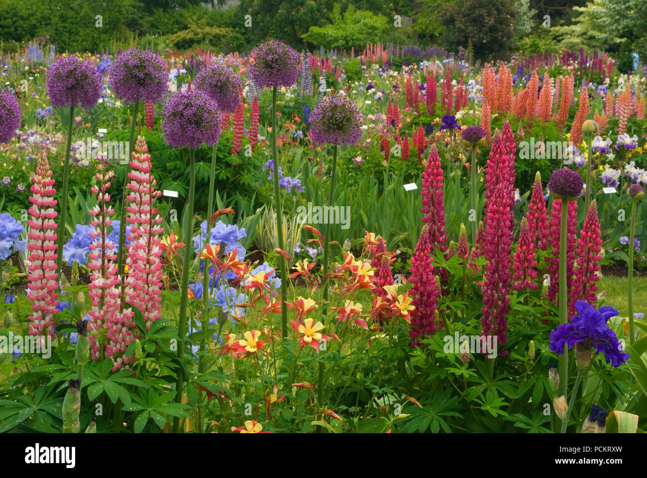 Display Garden, Schreiners Iris Gardens, Keizer, Oregon Stock Photo Alamy
