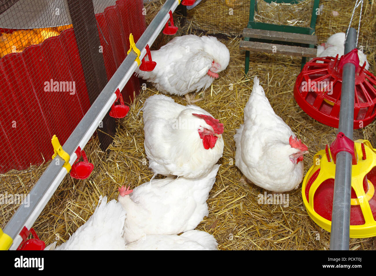 Chicken Hay Chicken coop with hay at farm Stock Photo - Alamy