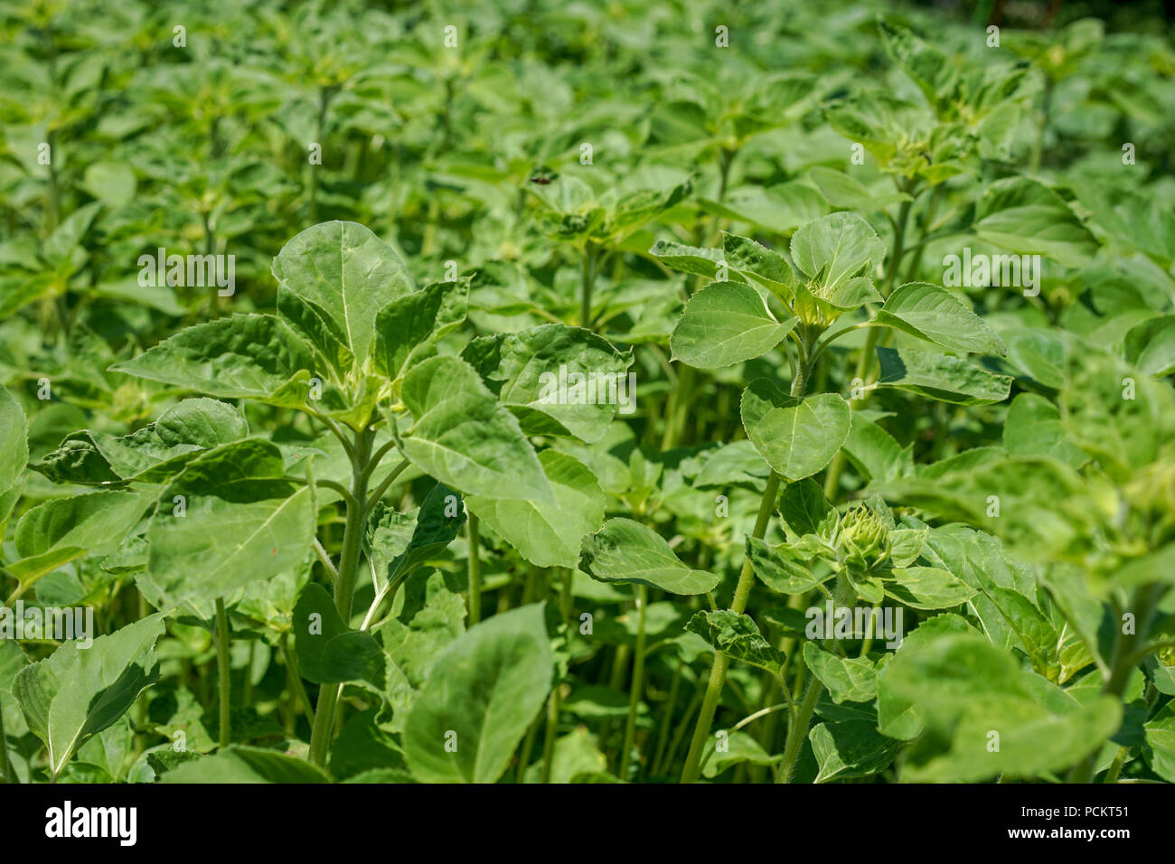 light green plants with bud and leaves Stock Photo Alamy