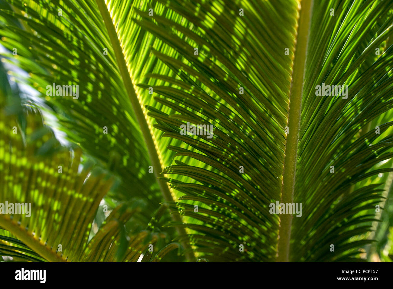 close up view of palm leaf structure with sun light Stock Photo