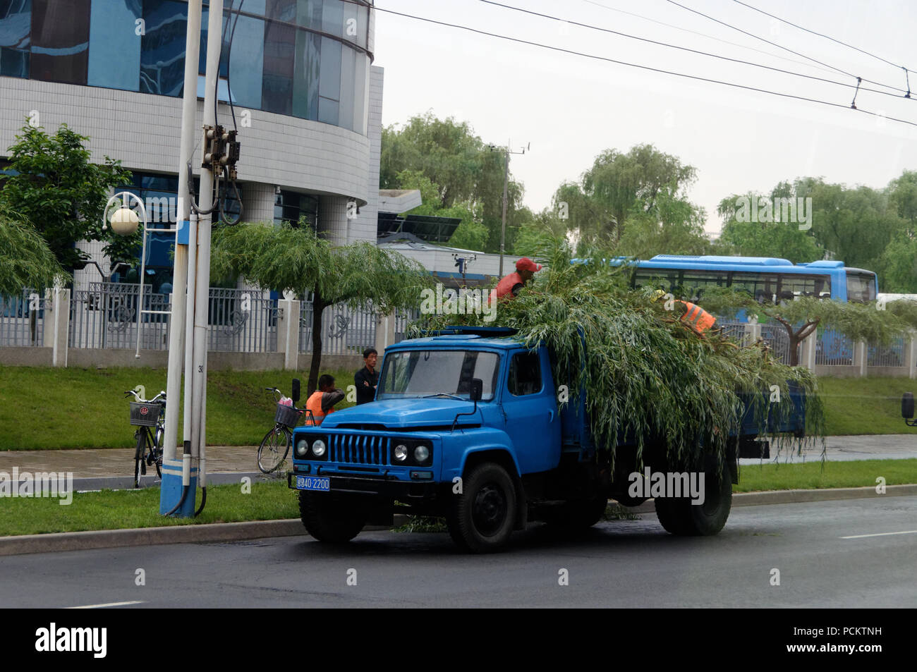 Blue truck in Pyongyang with Korean workers delivering trees and