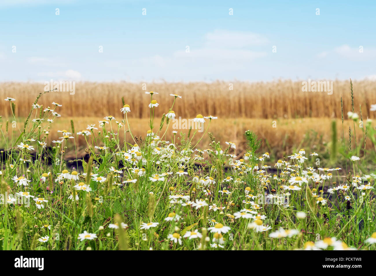 Flowering wildflowers, daisies in sunny summer day, growing along roadsides of wheat field. Rural natural background Stock Photo
