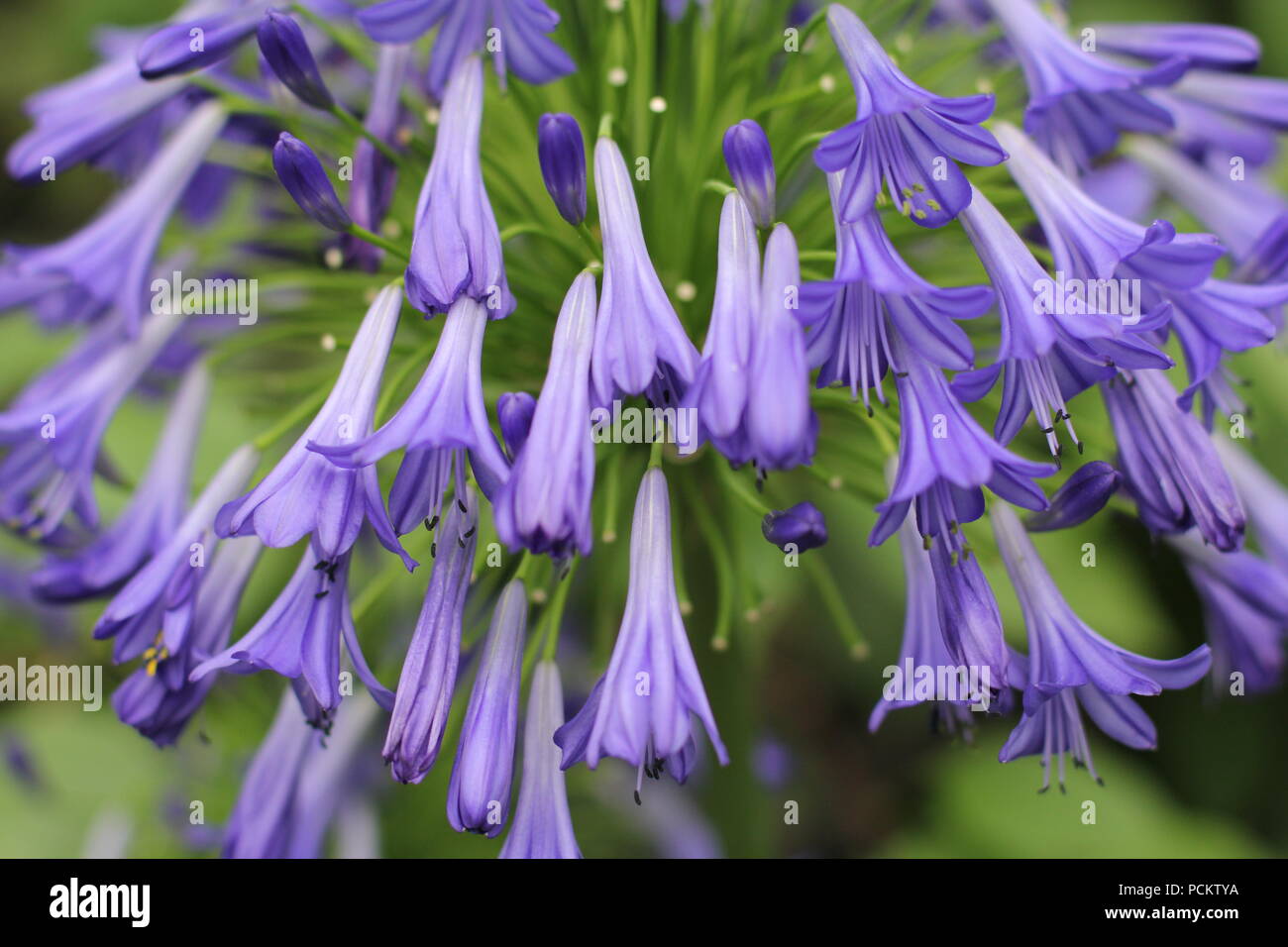 purple lily of the nile flowers Stock Photo - Alamy