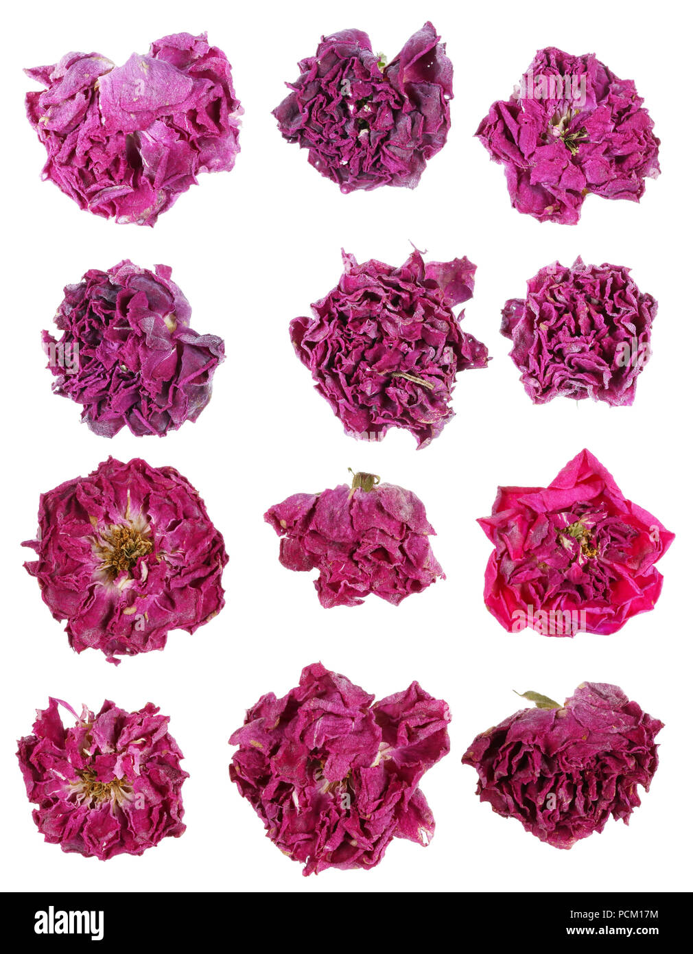 Dried pink rose flowers are used in medicine for tea making. Isolated