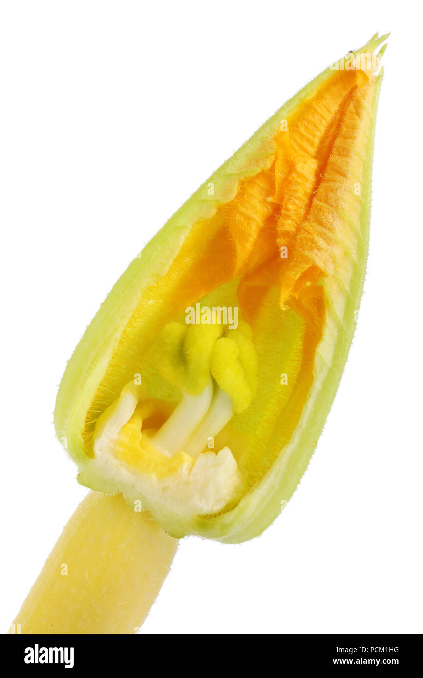 Yellow Marrow Stock Photos Yellow Marrow Stock Images Alamy