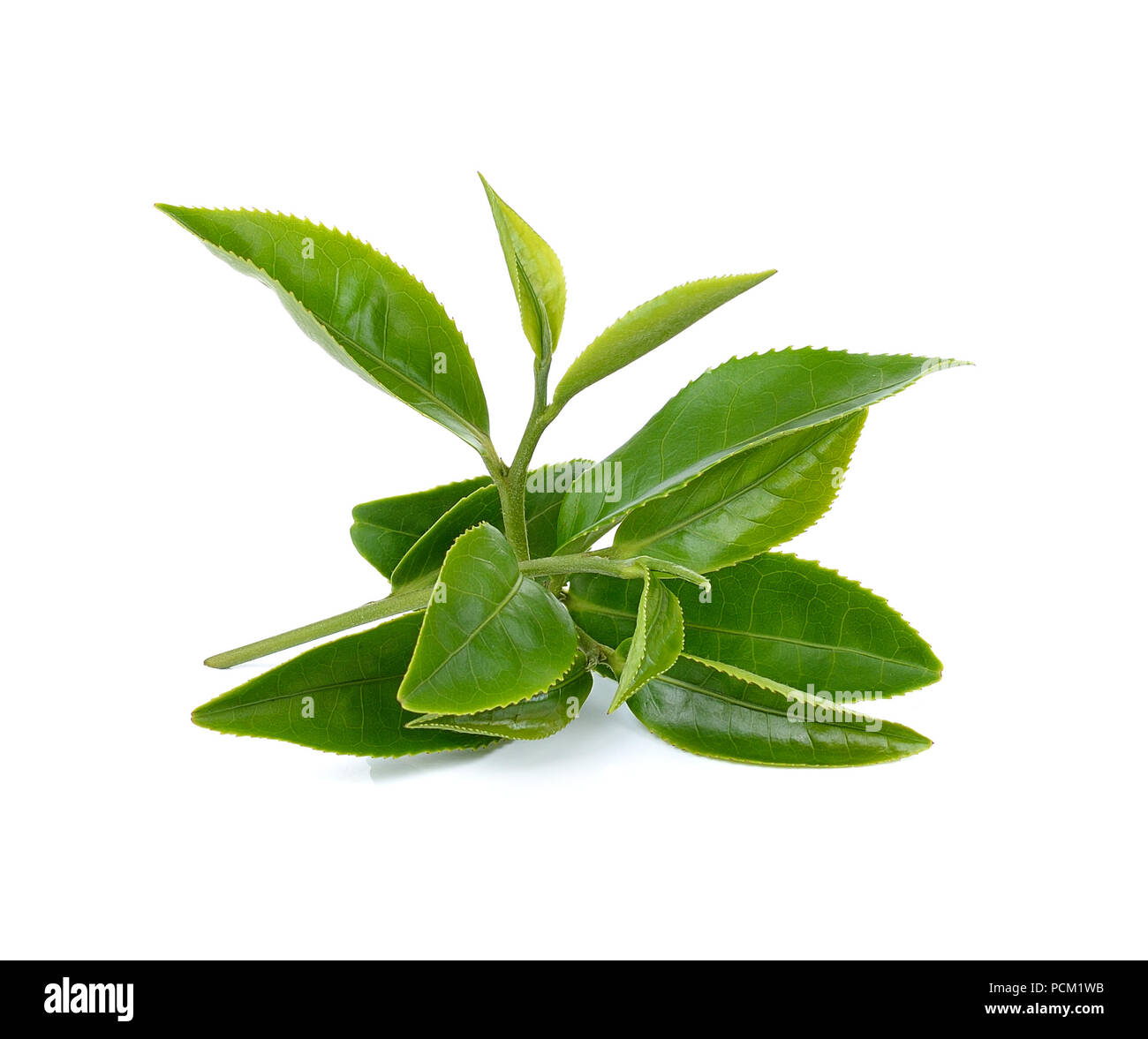 Green tea leaf isolated on white background Stock Photo Alamy