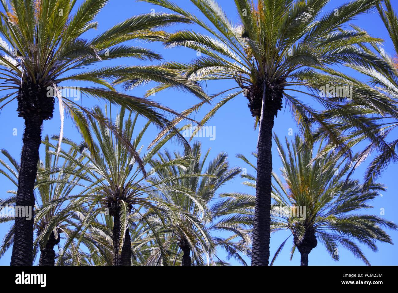 Palm Tree (Arecaceae Stock Photo - Alamy