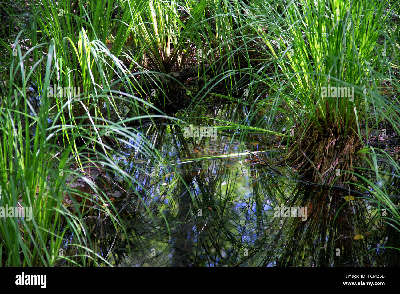 Forest Scene In Fischland Baltic Sea Germany Flooded Meadow With Lush Grass In Old Forest Of Germany Stock Photo Alamy