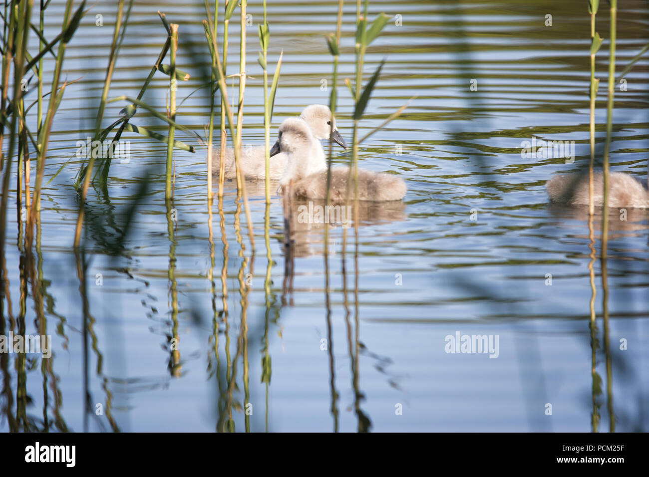 Mute Swan Cygnet, Usedom, Baltic Sea                                           Several mute swan babies taking a first swim in lake Stock Photo