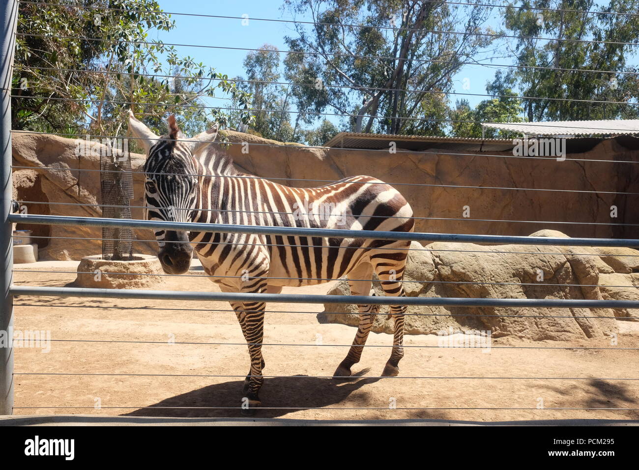 Zebra in San Diego Zoo, California USA Stock Photo