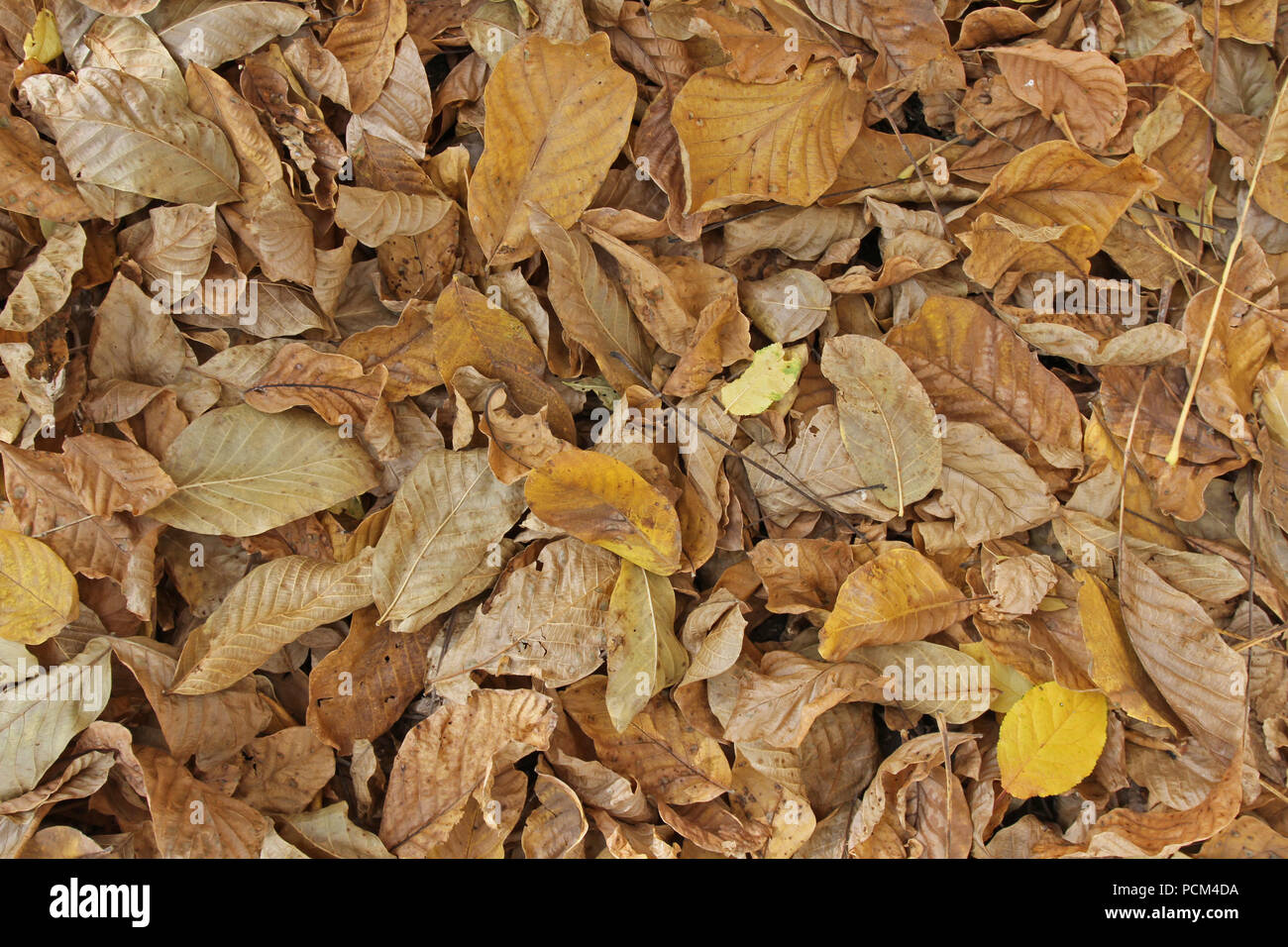 Autumn leaves background. Tree leaves wallpaper. Yellow and brown dry  walnut leaves on the ground. Harvest, Thanksgiving, Halloween. Autumn leaves  wal Stock Photo - Alamy