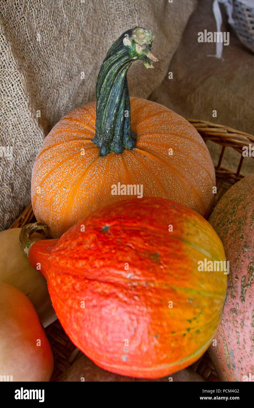 Pumpkin Decoration For Halloween Colorful Ornamental Pumpkins