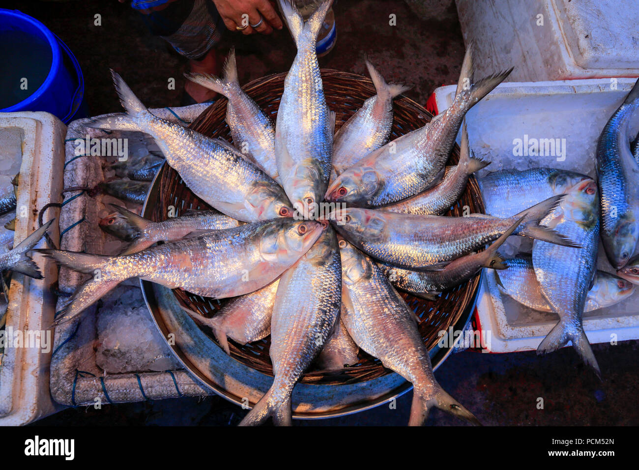 Display of Hilsa fishes at a market in Barisal, Bangladesh. Stock Photo