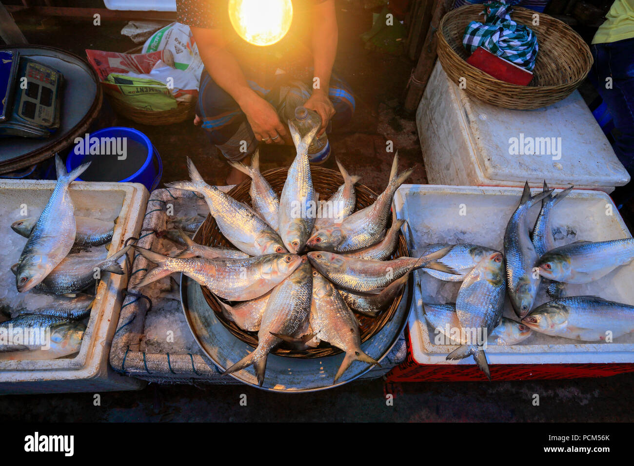 Display of Hilsa fishes at a market in Barisal, Bangladesh. Stock Photo