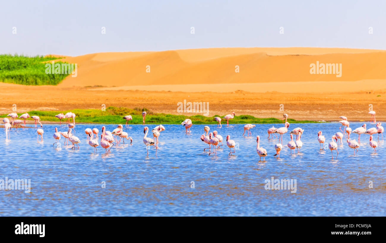 Flock of pink flamingo among the lake and dunes in Kalahari Desert, Namibia Stock Photo