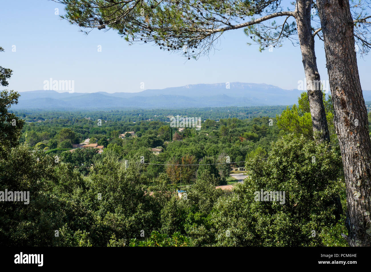 Mediterranean forest, SaintMaximin la Sainte Baume area,Var, France