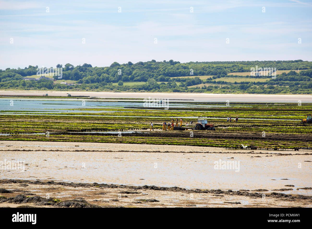 Workers farming the Oyster racks in St Vaast la Hougue, Normandy