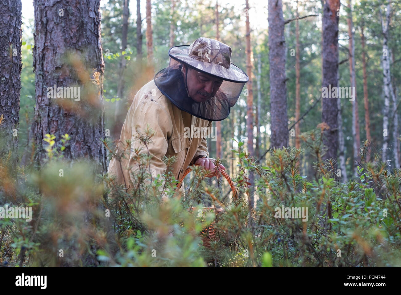 close up of man picking wild blueberries Stock Photo