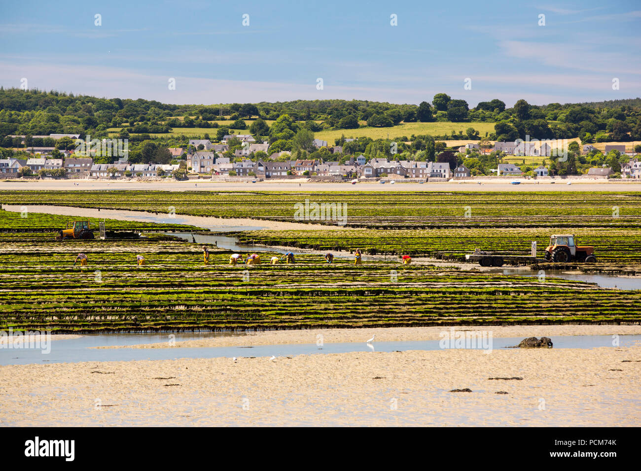 Workers farming the Oyster racks in St Vaast la Hougue, Normandy
