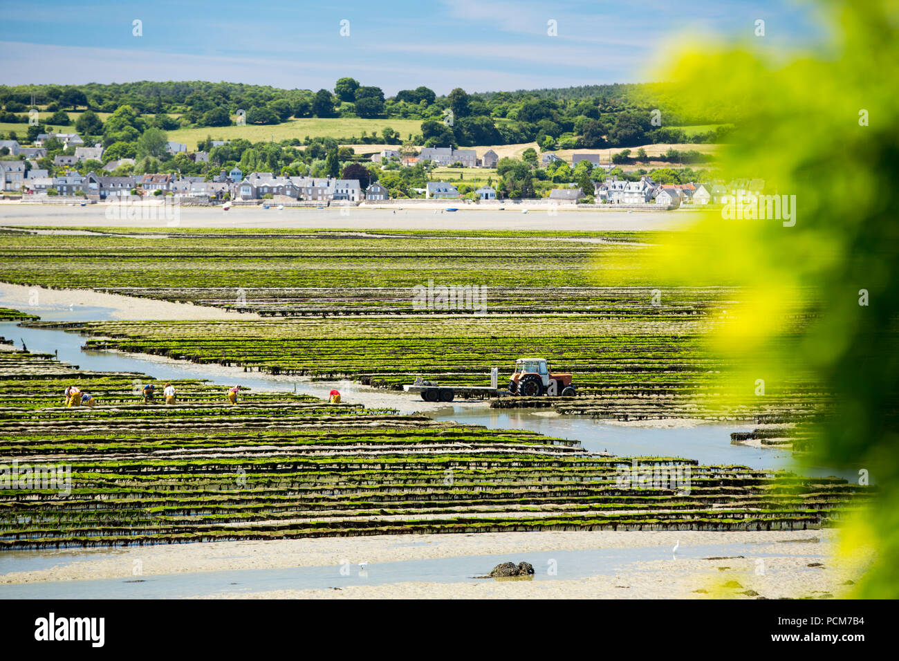 Workers farming the Oyster racks in St Vaast la Hougue, Normandy