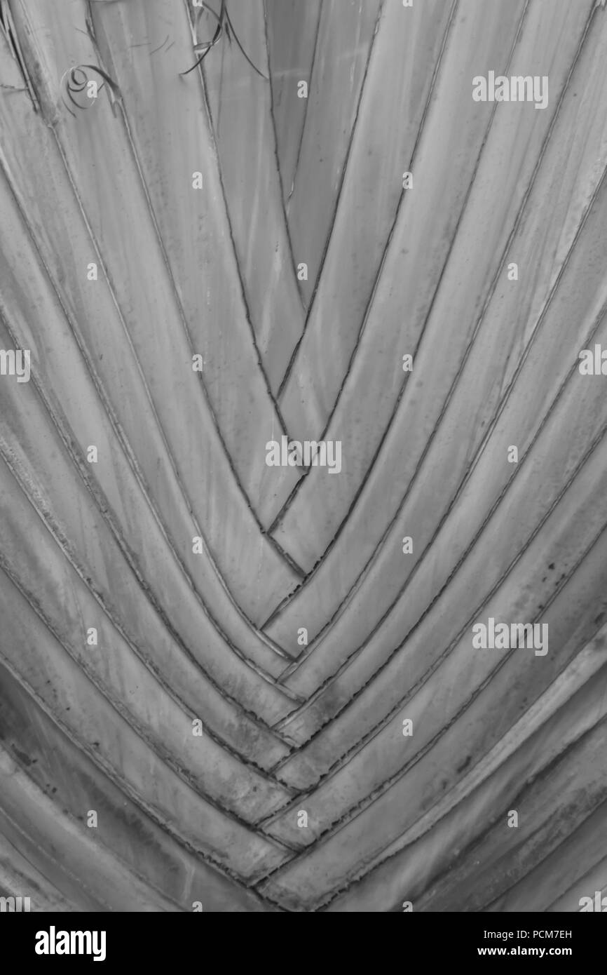 Purple line pattern Black and White Stock Photos & Images - Alamy