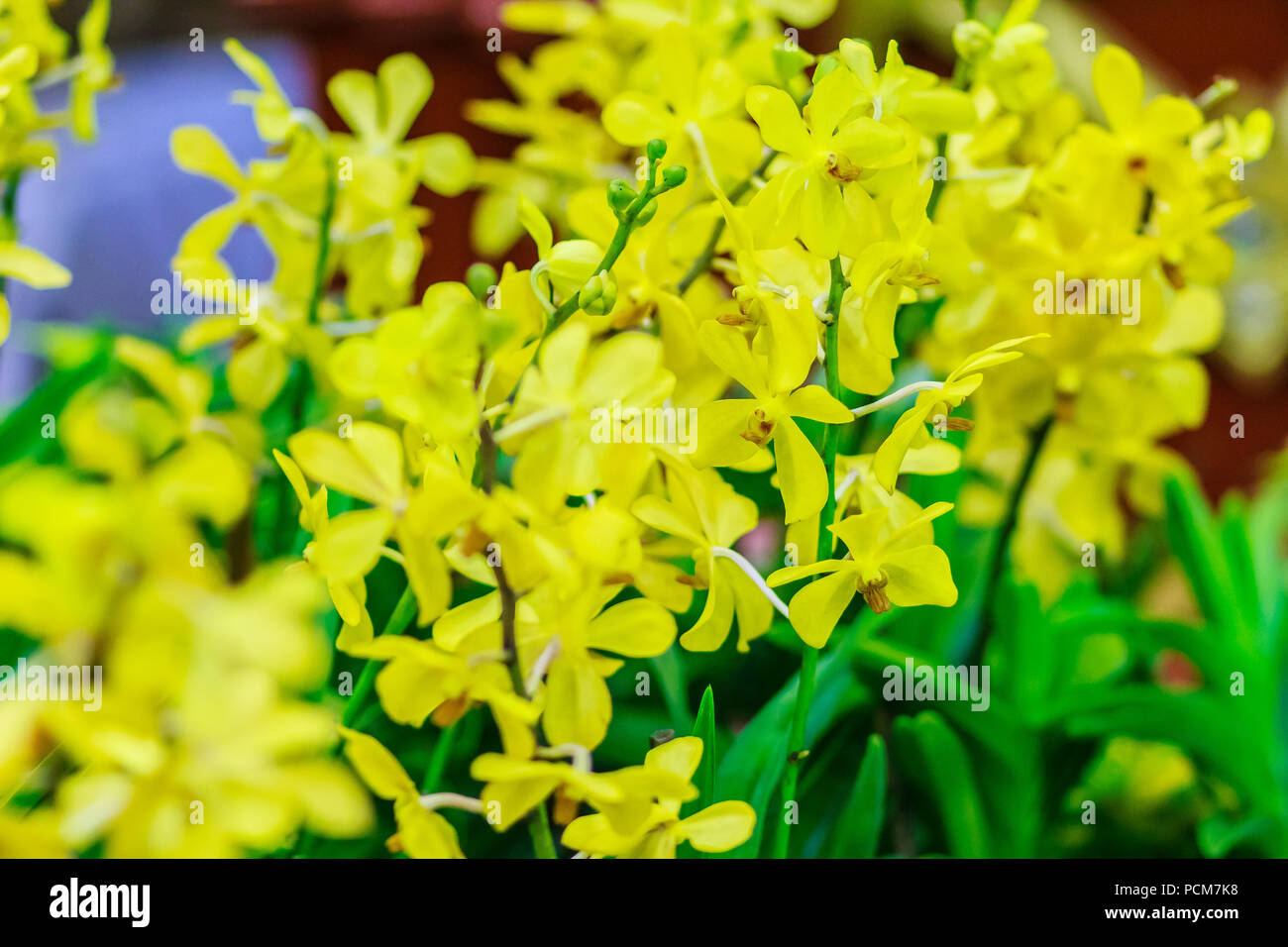 Yellow Ascocenda orchids flowers decorated at Suvarnabhumi airport, Bangkok, Thailand. Petal yellow ascocenda orchid flowers in night shot with grain. Stock Photo
