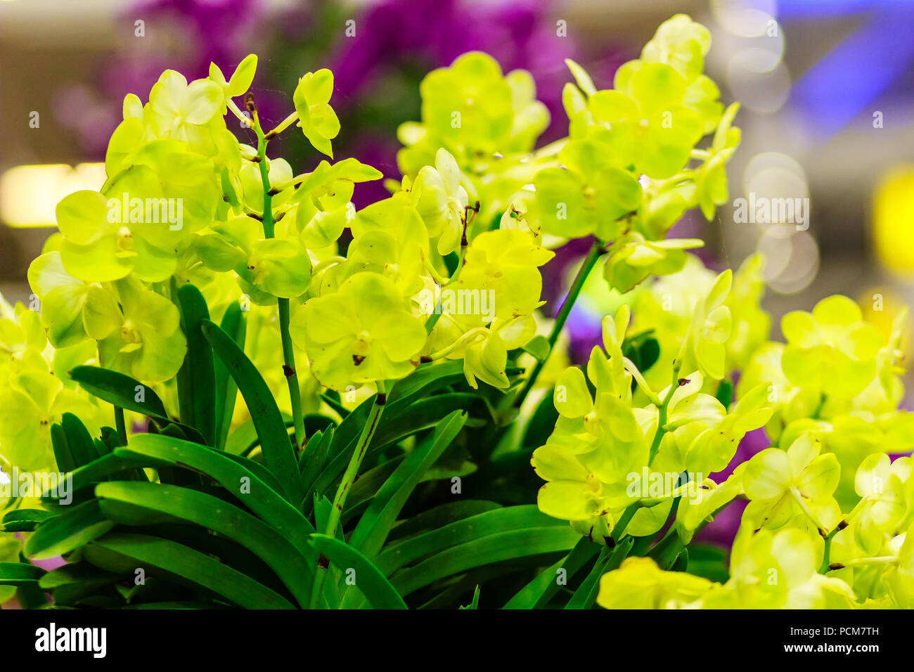 Beautiful Yellow Ascocenda orchids flowers decorated at Suvarnabhumi