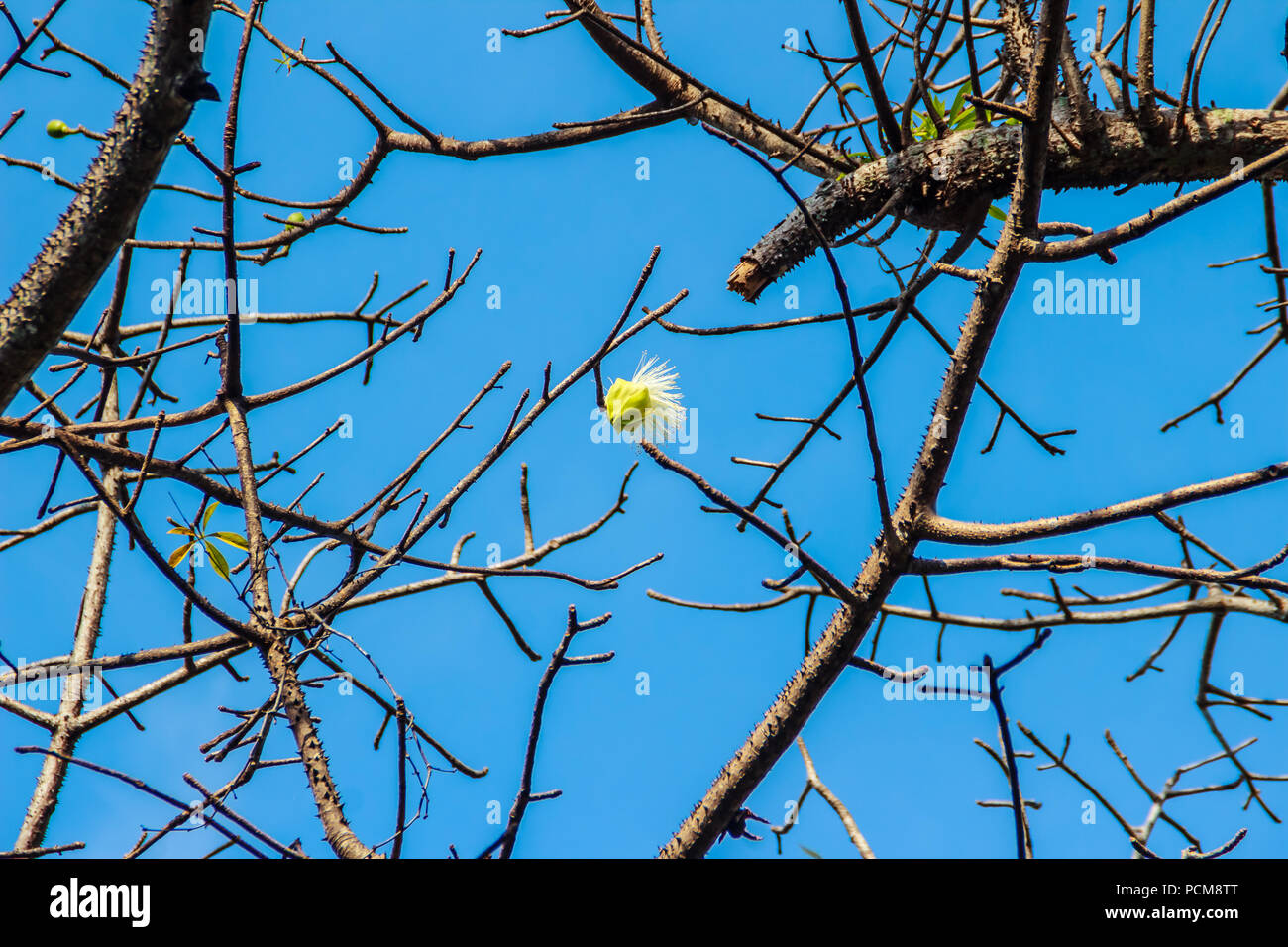 White Silk Cotton Tree High Resolution Stock Photography And Images Alamy