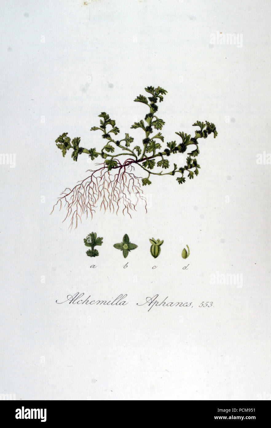 Alchemilla aphanes — Flora Batava — Volume v7. Stock Photo