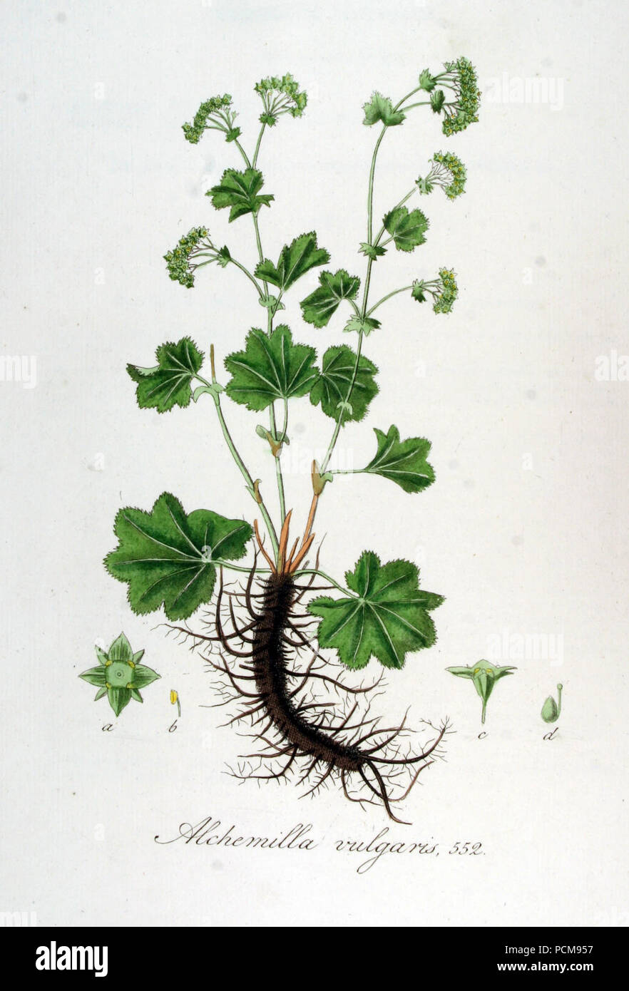 Alchemilla vulgaris — Flora Batava — Volume v7. Stock Photo