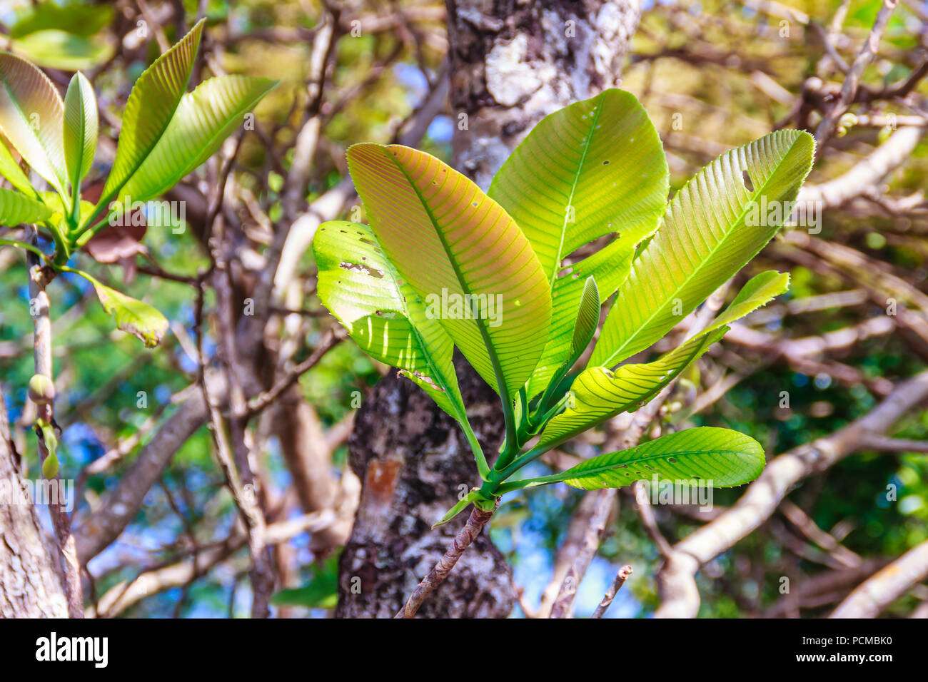 Young green leaves of great elephant apple tree, or Dillenia obovata (Blume) Hoogland. Stock Photo