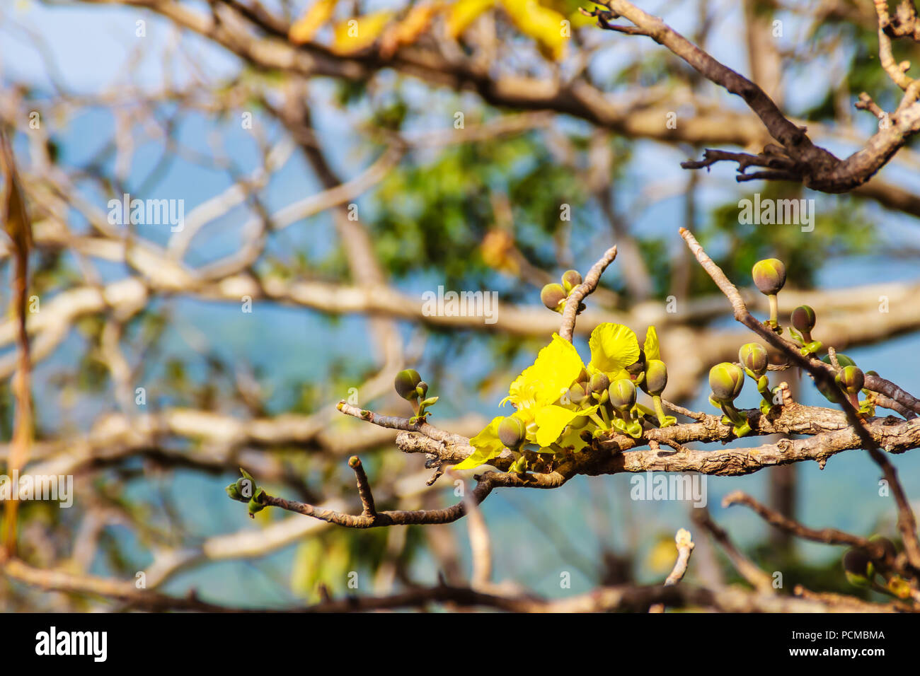 Beautiful yellow flower of great elephant apple tree, or Dillenia obovata (Blume) Hoogland. Stock Photo