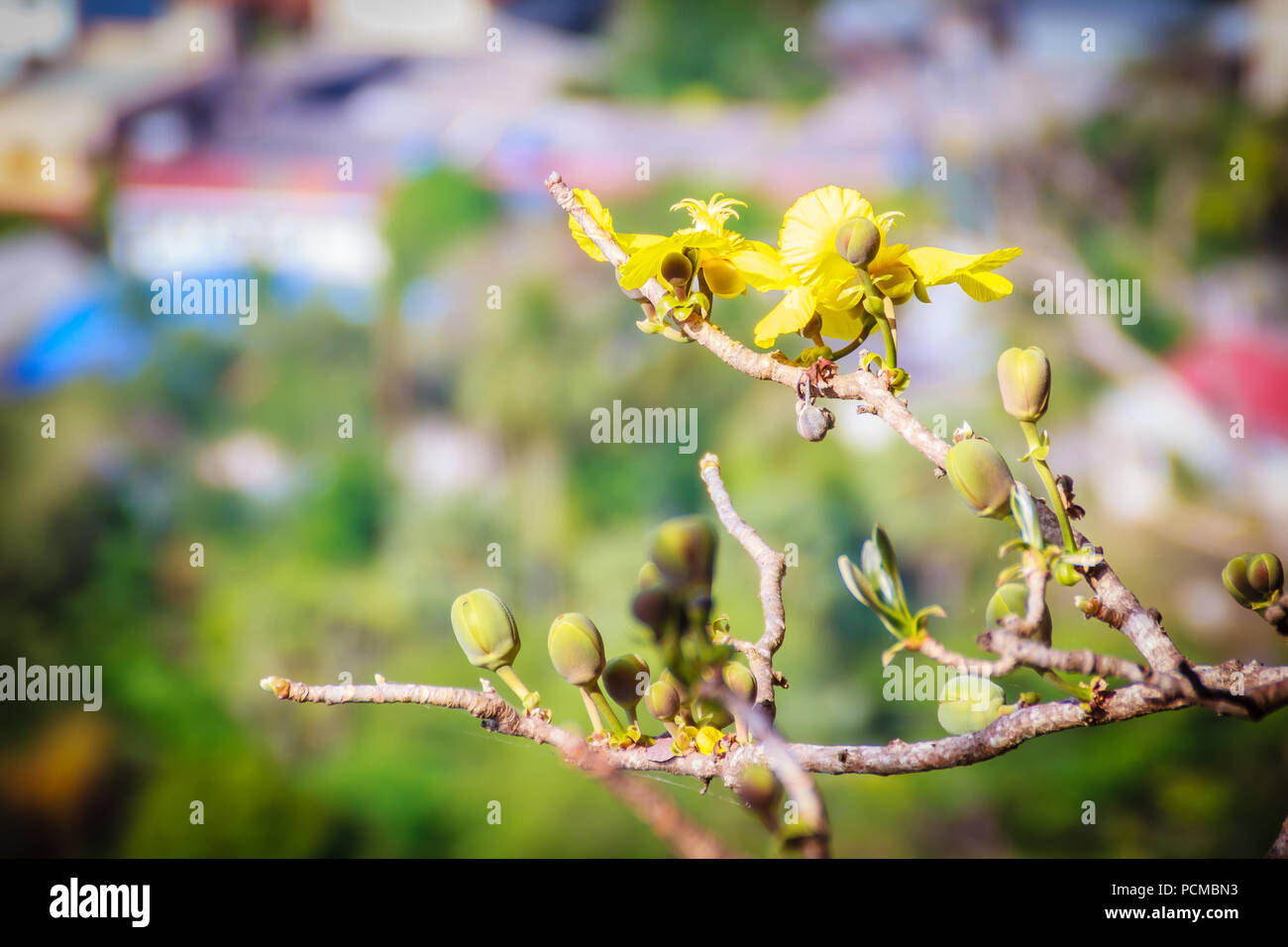 Beautiful yellow flower of great elephant apple tree, or Dillenia obovata (Blume) Hoogland. Stock Photo