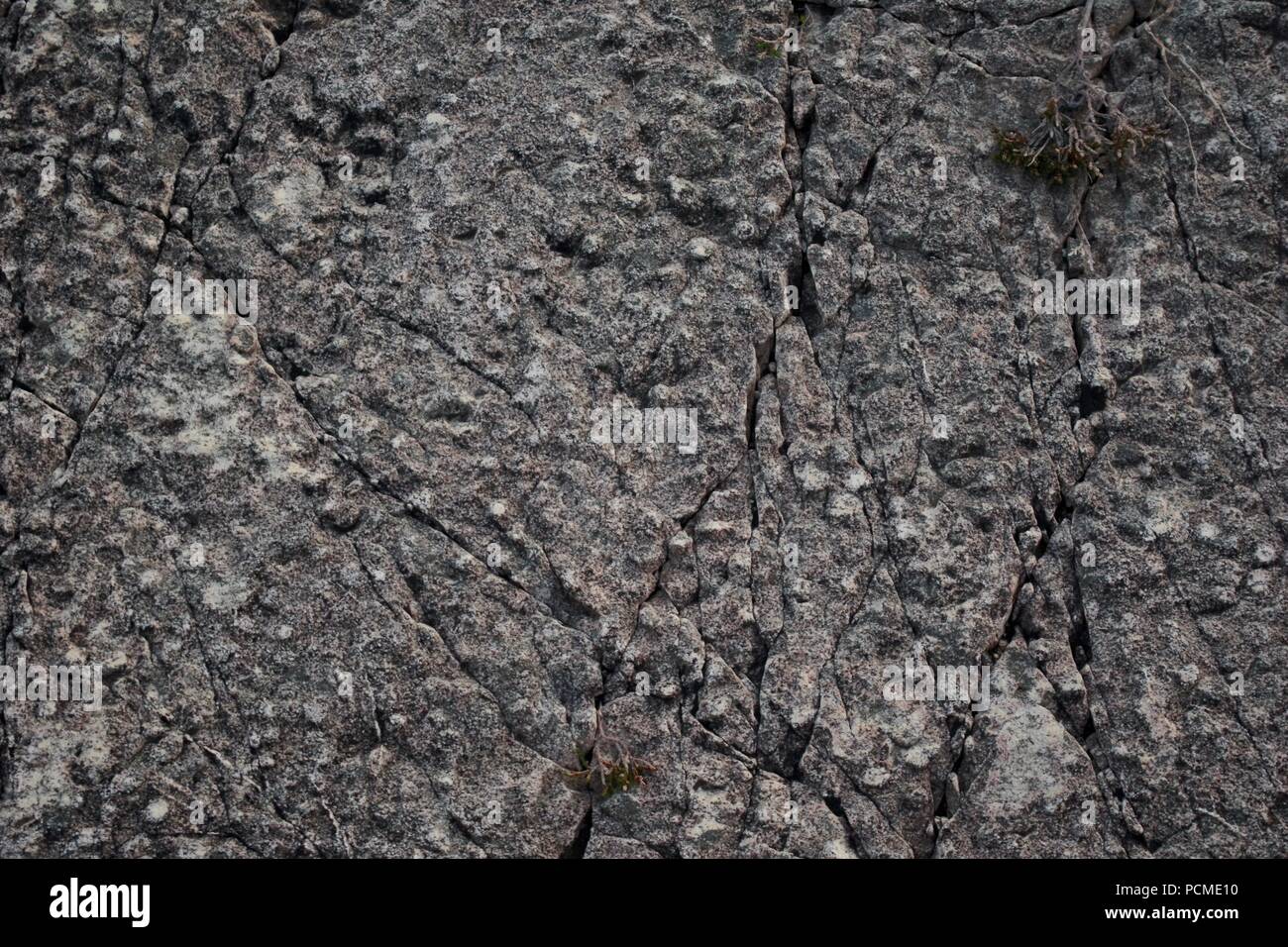 Basal Quartzite 'Pipe Rock', Skolithos Burrows Trace Fossils. Natural