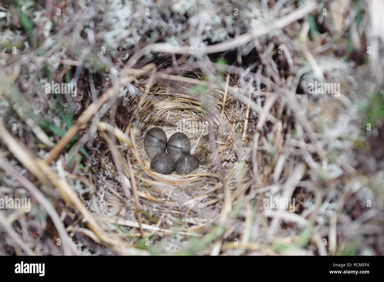 Skylark (Alauda arvensis) Eggs in Nest. Scottish Moorland Habitat, Kinlochewe, Torridon, NW Scottish Highlands, UK. Stock Photo