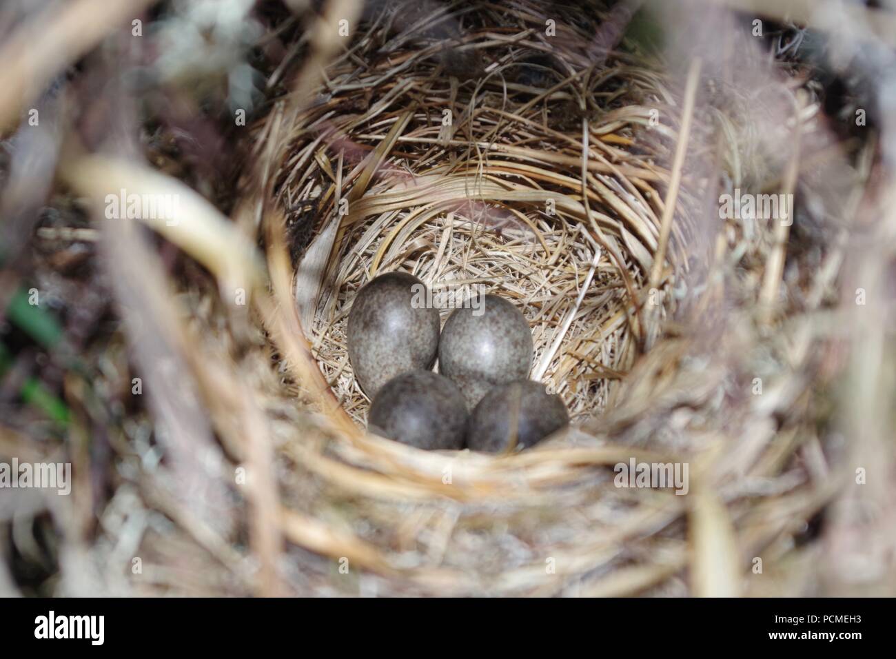 Skylark (Alauda arvensis) Eggs in Nest. Scottish Moorland Habitat, Kinlochewe, Torridon, NW Scottish Highlands, UK. Stock Photo