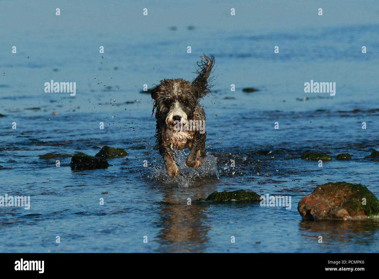 Cockerpoo in water hi-res stock photography and images - Alamy