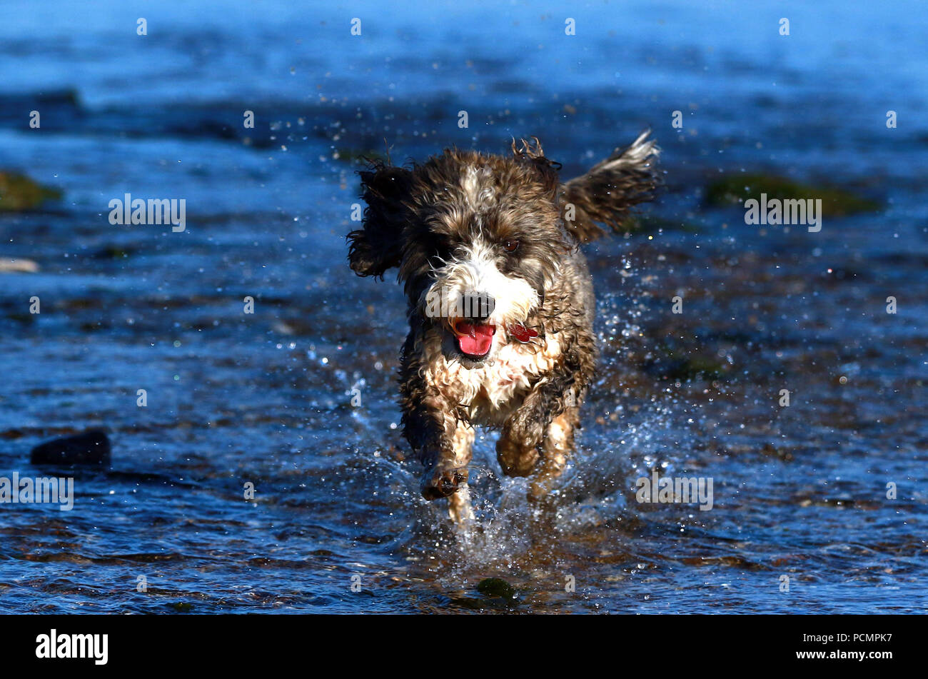 Cockerpoo in water hi-res stock photography and images - Alamy