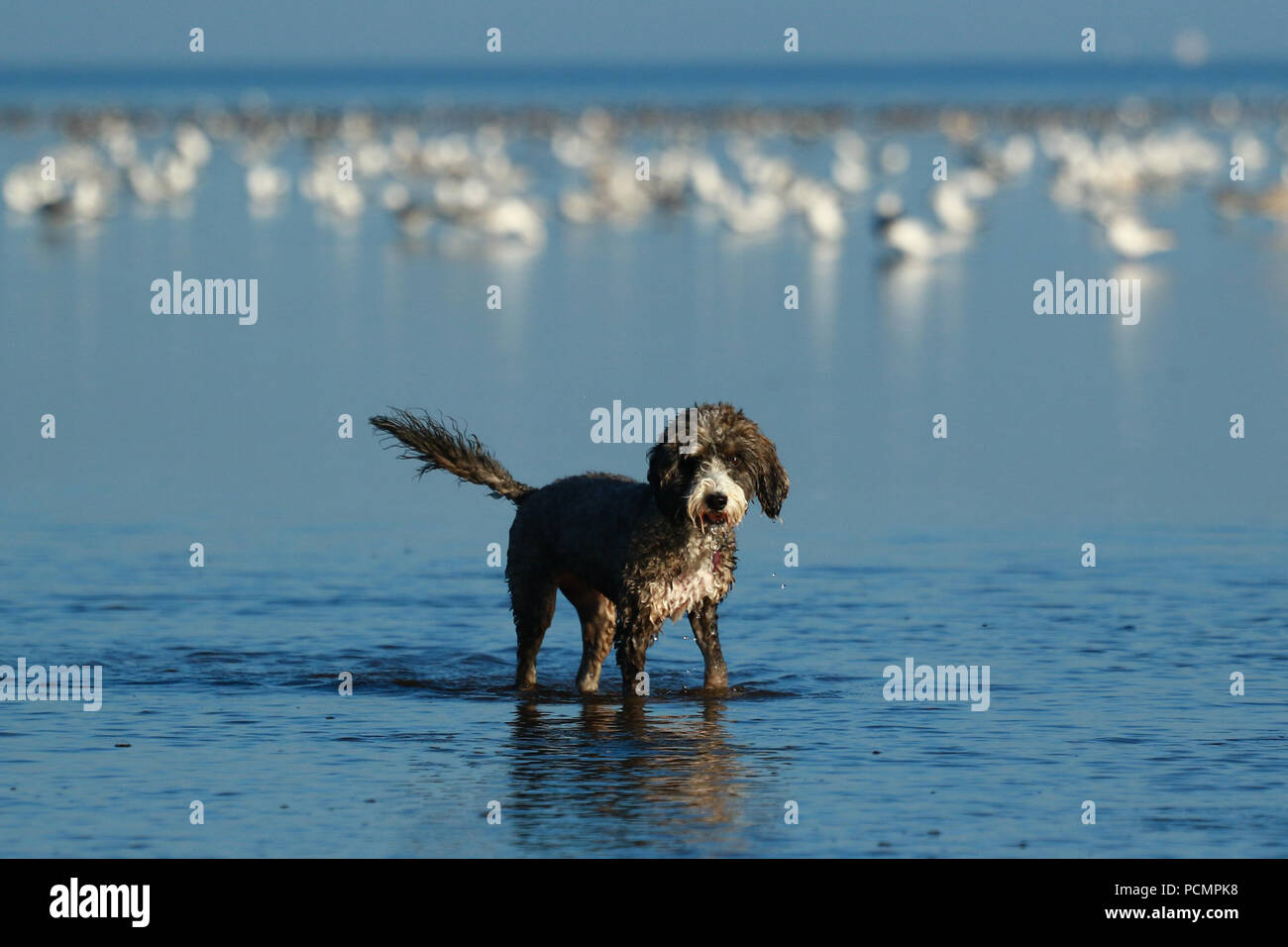 Cockerpoo in water hi-res stock photography and images - Alamy