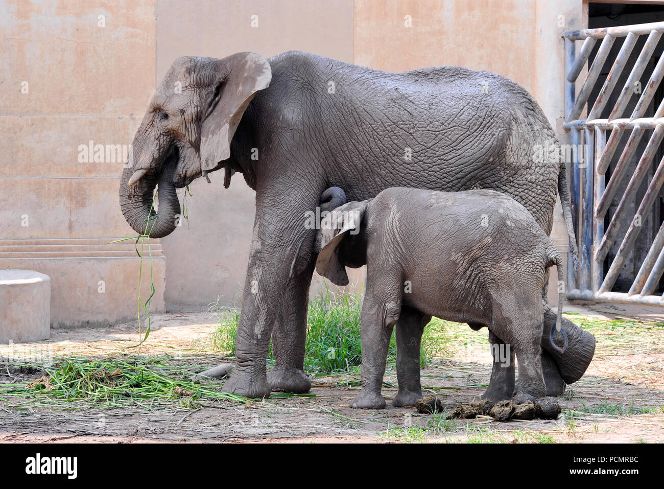 Beijing, Beijing, China. 3rd Aug, 2018. Beijing, CHINA-Animals at Beijing  Zoo in hot weather. Credit: SIPA Asia/ZUMA Wire/Alamy Live News Stock Photo  - Alamy