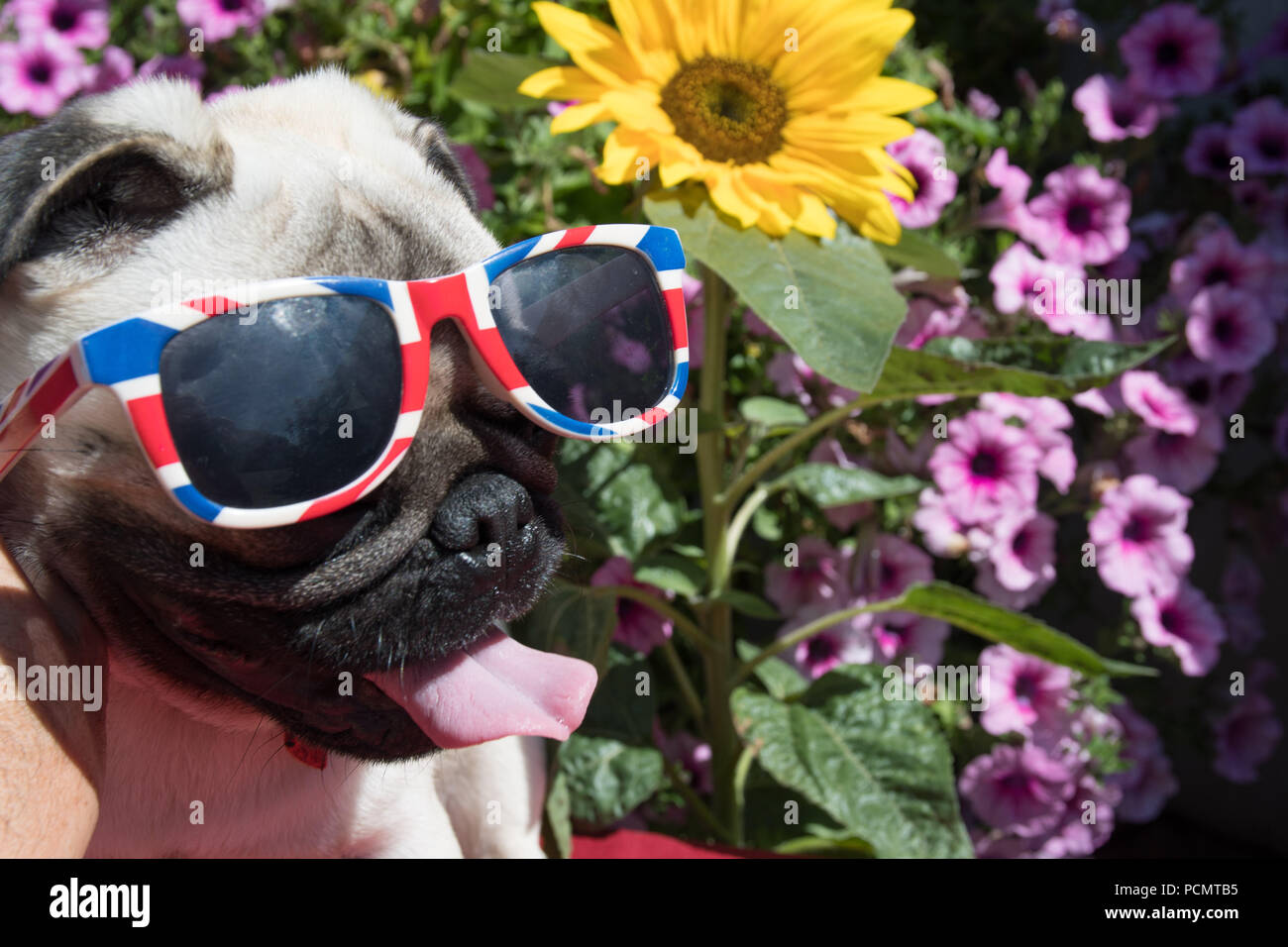 Mousehole, Cornwall, UK. 3rd August 2018. UK Weather. The heatwave returns to Cornwall. Seen here Titan the pug pup out in his back garden, before hitting the shade. Credit: Simon Maycock/Alamy Live News Stock Photo