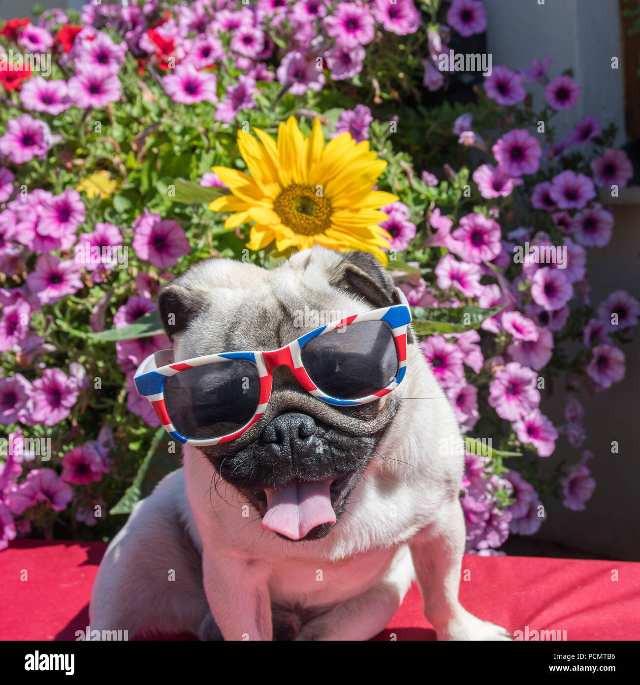 Mousehole, Cornwall, UK. 3rd August 2018. UK Weather. The heatwave returns to Cornwall. Seen here Titan the pug pup out in his back garden, before hitting the shade. Credit: Simon Maycock/Alamy Live News Stock Photo