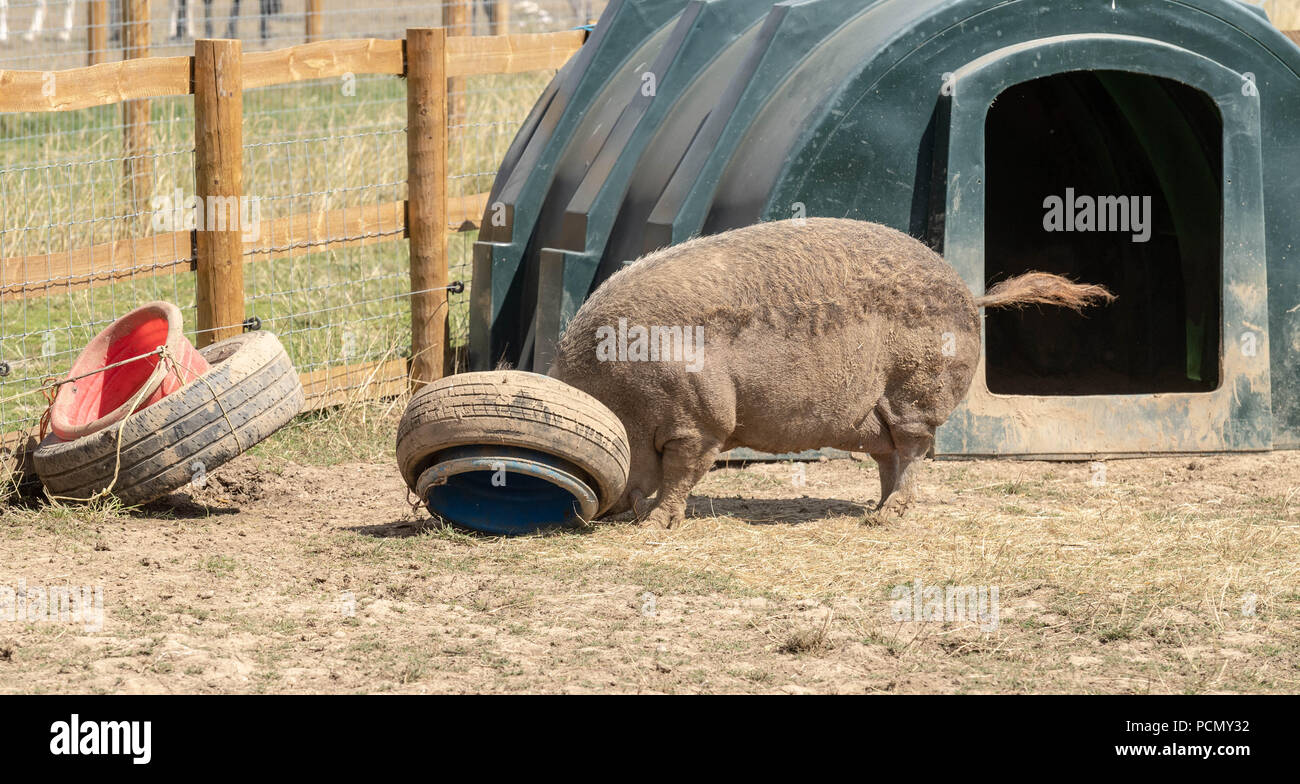 BRENTWOOD ESSEX UK 3RD AUGUST 2018 Weather Rescue animals seek to cool down at Hopefield Animal Sanctuary, Brentwood, Essex in high summer temperatures Stock Photo