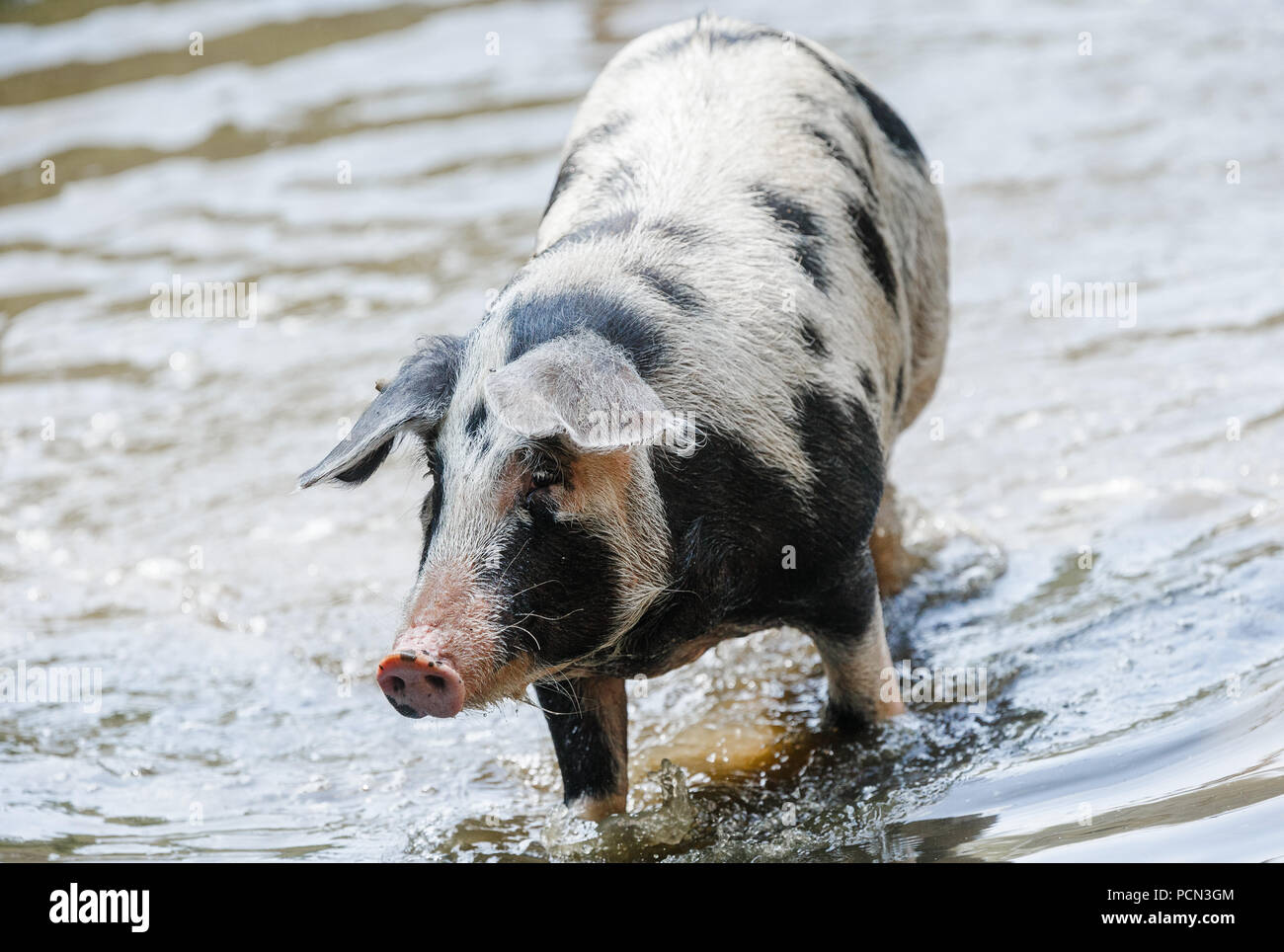 Warder, Germany. 03rd Aug, 2018. The Turopoljeschwein Ludwig emerges from a lake of the zoo Arche Warder. Pigs regulate their body temperature by mud or water baths when it is too hot. ( Warder, Germany. 03rd Aug, 2018. The Turopoljeschwein Ludwig emerges from a lake of the zoo Arche Warder. Pigs regulate their body temperature by mud or water baths when it is too hot. (