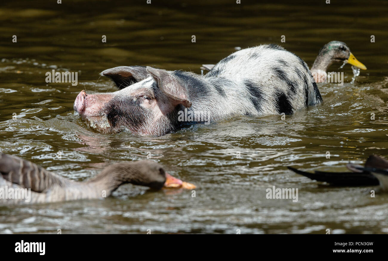 Warder, Germany. 03rd Aug, 2018. The Turopolje pig Ludwig swims in a lake  of the zoo Arche Warder. Pigs regulate their body temperature by mud or  water baths when it is too